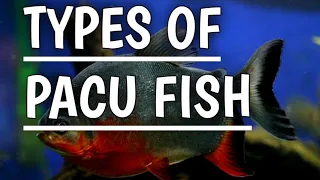 Types of pacu fish | Red belly pacu | Albino pacu | Tambaqui black pacu .