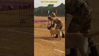 indian fauji dog training 🇮🇳🔥#shorts #army #viral #trending