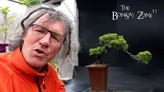 Pruning My Clip and Grow Juniper, The Bonsai Zone, April 2024