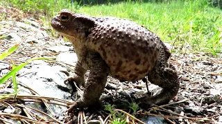 ЖАБА Серая или Обыкновенная жаба, Common Toad