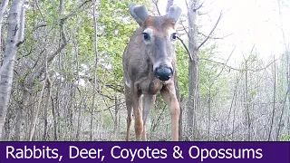 Opossums, Coyotes, Rabbits and Deer in Toronto, Canada - 2025 05 11