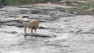 Male lion unsure of crossing a crocodile infested river