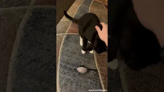 My Cat Likes to Play Fetch!