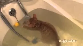 Кот любит купаться
