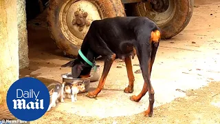 Heartwarming moment Doberman adopts three adorable kittens after losing her own puppies