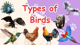 Different Types of Birds and Picture - Birds Name with Image - Bird Name List - Bird Name in English