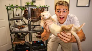 My *NEW* PET FERRET!!