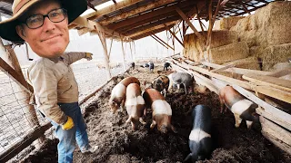 How Joel Salatin uses PIGS + Chickens to Fertilize his Farm