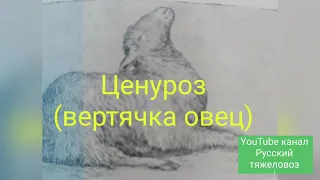 Ценуроз (вертячка овец)