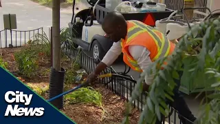 Have you noticed the trees on Toronto’s Lower Sherbourne Street?