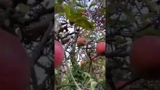 Apple Tree @ Scotland