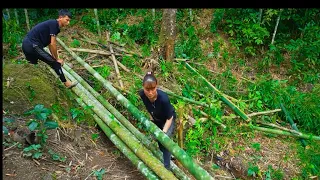 Make Bamboo Fence, Building Bamboo House For Pig 2022