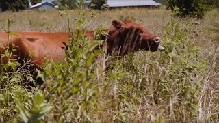 Adaptive Grazing 101: Why Should You Graze Your "Wild" Pastures?