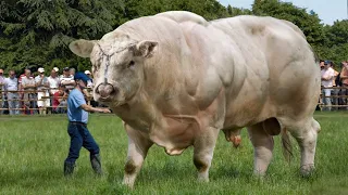 10 Biggest Bulls Ever Caught On Camera