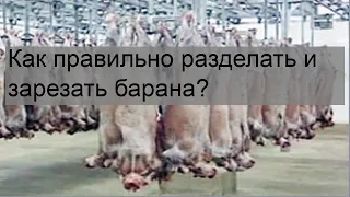 Как правильно разделать и зарезать барана?