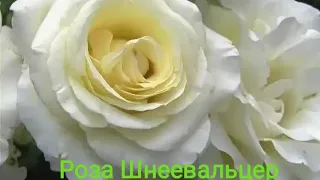 Роза Шнеевальцер.