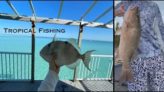 Huge Snappers, Triggerfish and more! (Crazy Flats Action!)