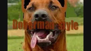 Rhodesian Ridgeback - RR vs Doberman style