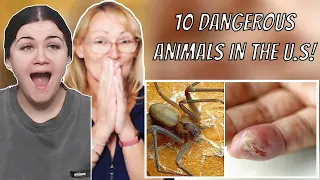 British Mum Reacts to 10 Most Dangerous Animals in the U.S.