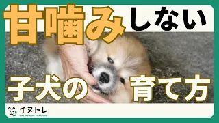 子犬の甘噛みはトラブルのもと？！甘噛みの理由と対処法