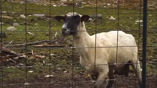 The Screaming Sheep but the sheep can't scream