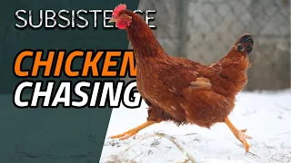 CHICKEN CHASING // How to catch a chicken // SUBSISTENCE // S7 E53