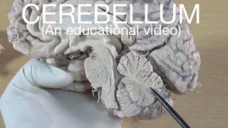 CEREBELLUM - EXTERNAL FEATURE (An educational video)