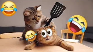 Fighting wala funny cat | cat ki funny clips 🔥 | cute cat funny since | animals ki funny since 😆