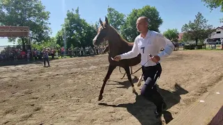 Арабские скакуны на Терконзаводе