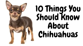 10 Things you should know about the chihuahua