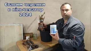 Ставим черенки в кільчеватор 2024