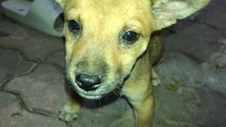 The muddy wild dog, wandering around for food in the harbor, was adopted