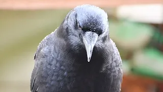 American Crow Vocalizations: The Knock Knock Call