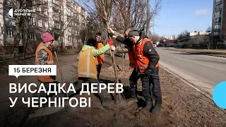 У Чернігові цієї весни планують висадити 300 дерев: перелік вулиць