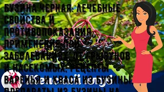 Бузина черная: лечебные свойства и противопоказания, применение при заболеваниях, от грызунов и на.