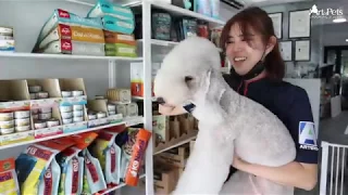 Art of Pets Premium Grooming | Bedlington Terrier | Macy