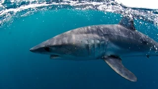 Giant Mako Shark Madness at The Water's Edge