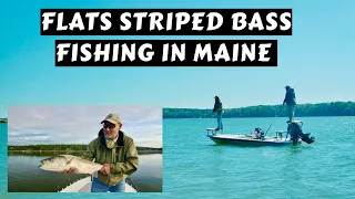 Striped Bass on the Flats | Coastal Maine