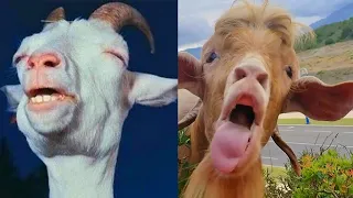 Most Funny Goat Screaming Sound 🐐😂 Goats Yelling Like Humans Compilation