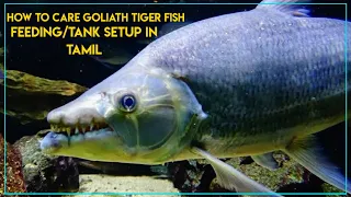 HOW TO CARE GOLIATH TIGER FISH/FEEDING/TANK SETUP/GENDER IDENTIFY IN TAMIL