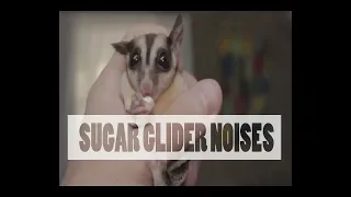 Sugar Glider Noises -  PART ONE