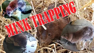 Mink Trapping- The pocket set