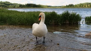 Лебеди на Городищенском озере в Старом Изборске