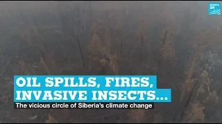 Oil spills, wildfires, invasive insects… Siberia’s climate change vicious circle