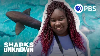 Shark "Traffic Jam": Inside a Biscayne Bay Shark Survey