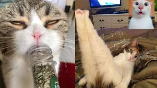 BEST DANK CAT MEMES COMPILATION OF 2020 Part 15 (From TikTok)