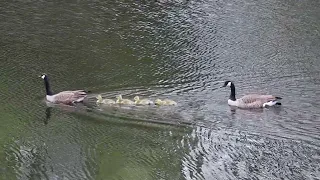 Geese family Mom and Dad and goslings