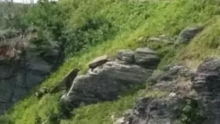 Grizzly encounter on Grinnell glacier Trail in Glacier National Park on August 6th