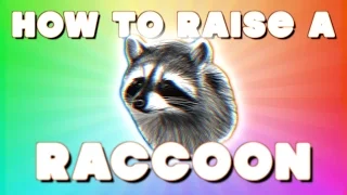 HOW TO RAISE A RACCOON