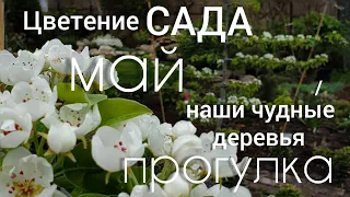 Цветущий майский САД прогулка - обзор сада